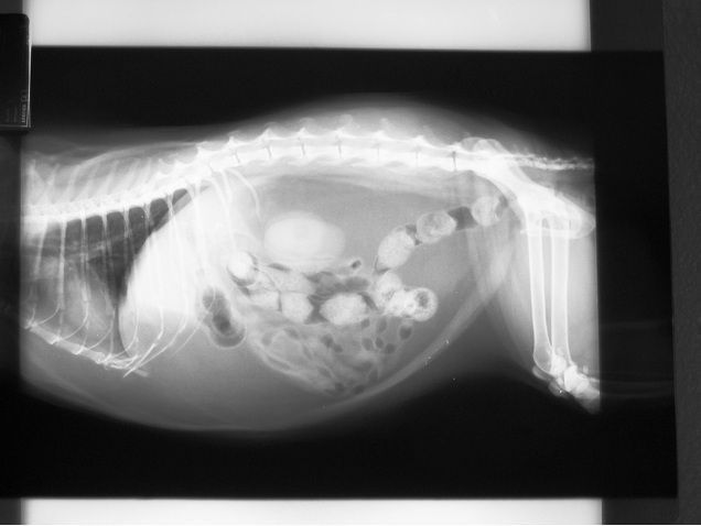 Curso de Ortopedia Veterinária