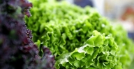 Curso de Métodos de Conservação de Alimentos