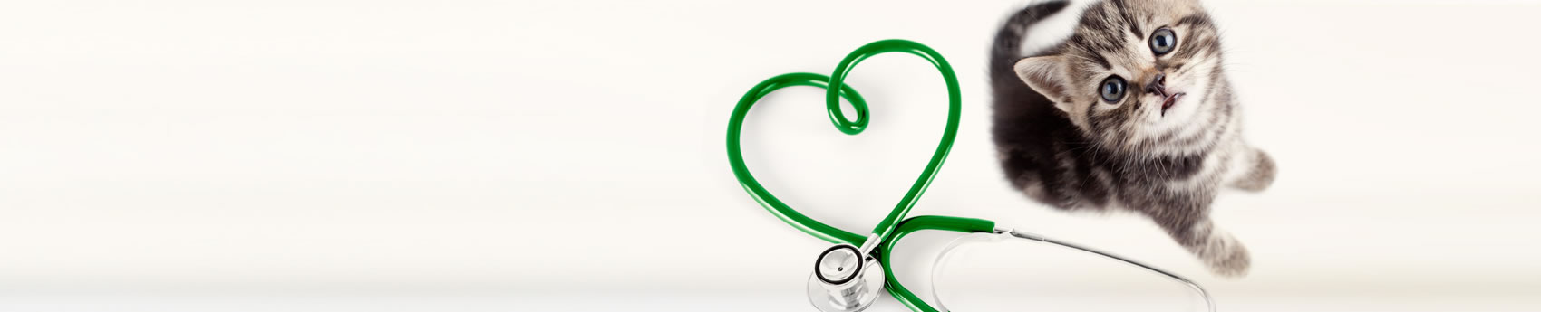 Curso de Patologia Veterinária de Cães e Gatos