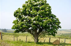 �rvore