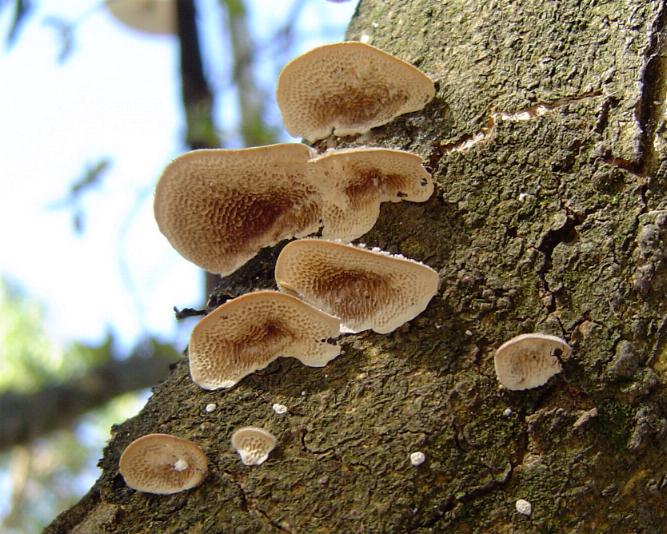 Orelhas de pau. Foto: ColégioWEB