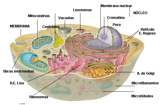 celula vegetal e animal. Ex: animais, vegetais, fungos