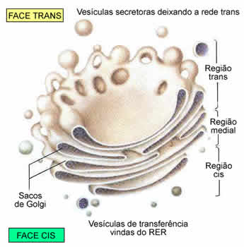 celula vegetal. celula vegetal