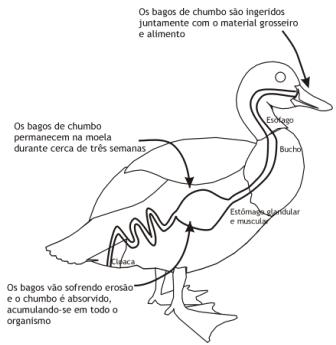 Compostos+organicos