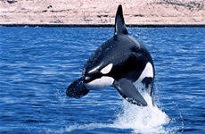 Baleia Orca
