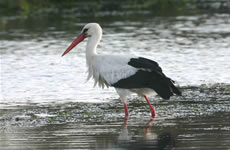 Cegonha