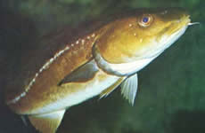Bacalhau