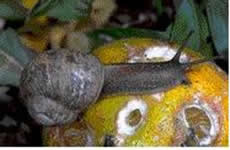 Caracol