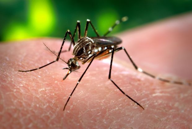 Dengue – Diagnóstico, tratamento e prevenção