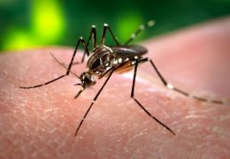 Dengue – Diagnóstico, tratamento e prevenção