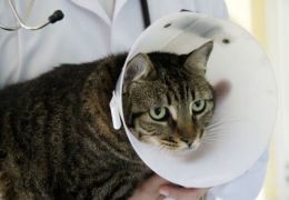 O que são cuidados clínicos no pós operatório de cães e gatos?
