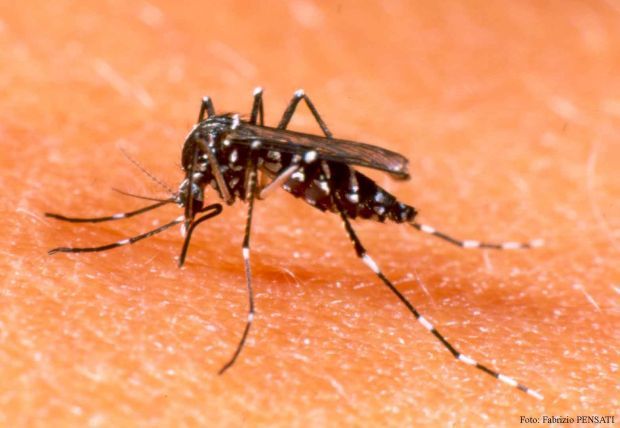 Medidas de prevenção contra a dengue