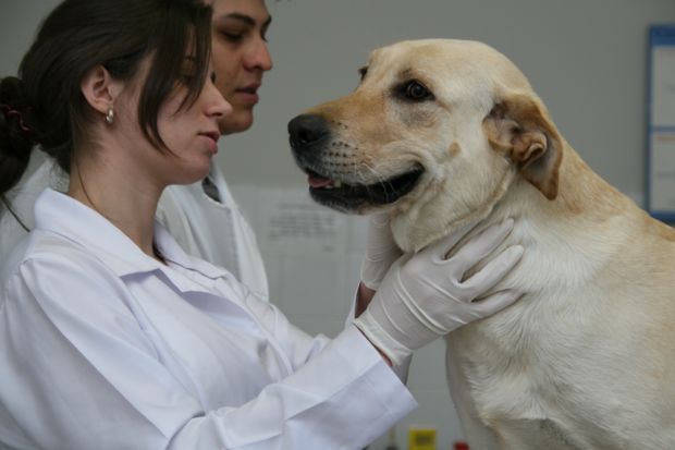 Aplicação da homeopatia na área veterinária