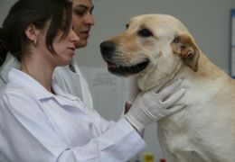 Aplicação da homeopatia na área veterinária