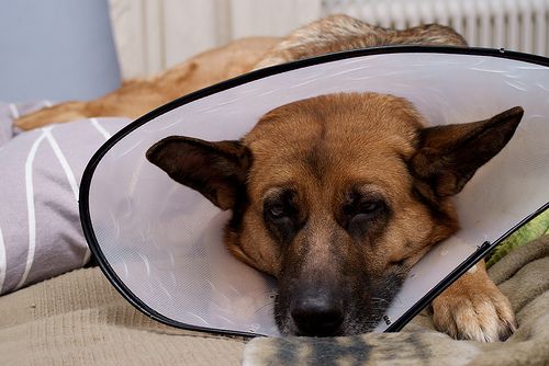 Cuidados clínicos no pós-operatório de cães e gatos