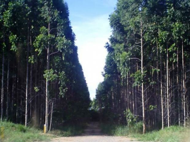 Gestor de ecorrelações 