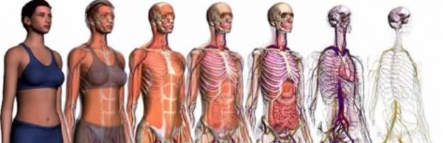 Principais órgãos do corpo humano