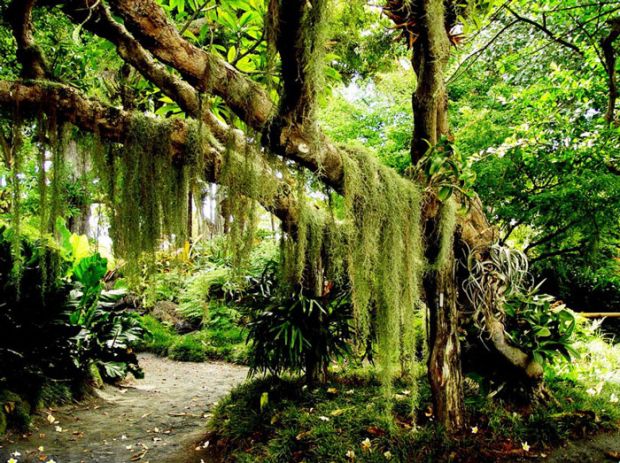 Caracterização e classificação do Reino Vegetal