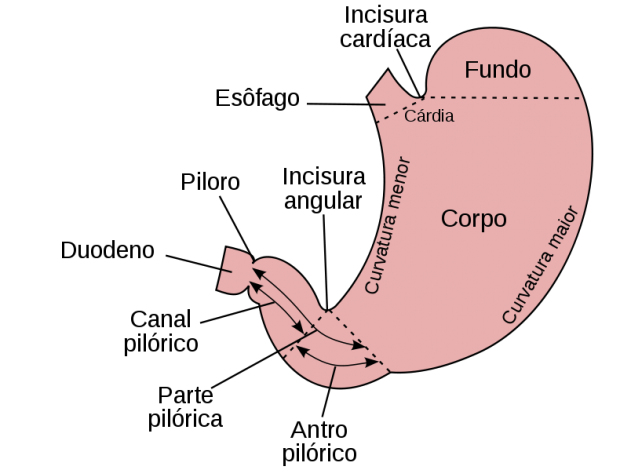 Funções do estômago no organismo