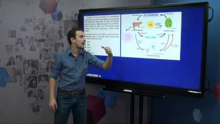 Cadeias alimentares - Ecologia