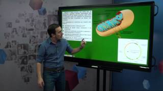 Duplicação DNA - Genética