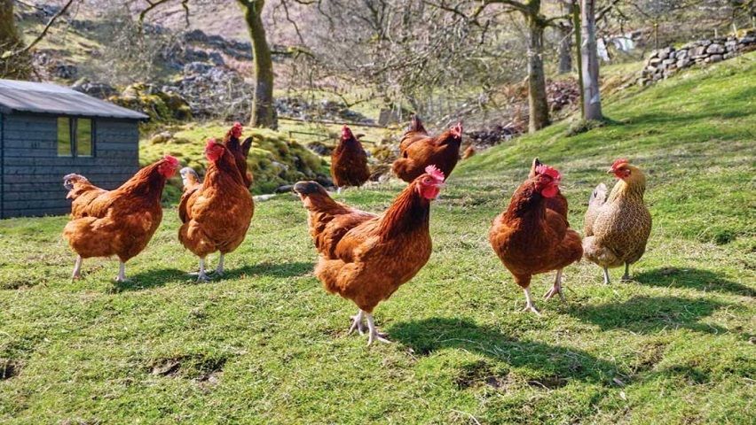 Curso de Introdução ao Bem-Estar Animal