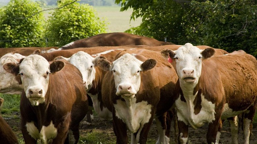 Curso de Introdução ao Bem-Estar Animal