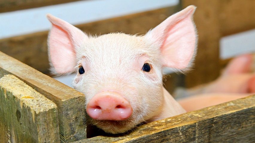 Curso de Bem-Estar Animal: Humanização