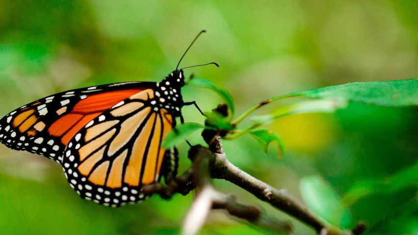 Curso de Biologia para ENEM: Gimnospermas e Angiospermas