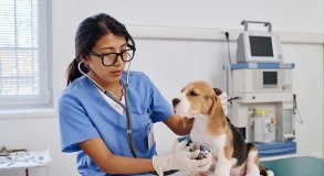 Capacitação em Assistente de Veterinário