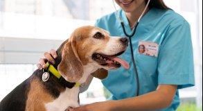 PROFISSAO DE AUX VETERINARIO