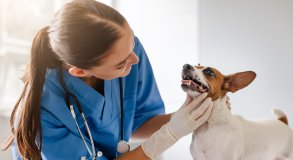 CIRURGIA- TARTARÉCTOMIA
