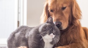 MODULO DOENÇAS E COMPLICAÇÕES CÃES .